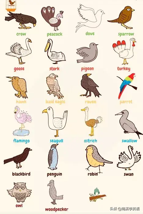 動物的英語單詞有哪些50個（動物單詞大全）