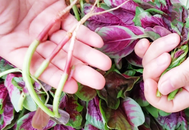 苋菜的做法，大厨教你正确做法（苋菜的吃法大全）