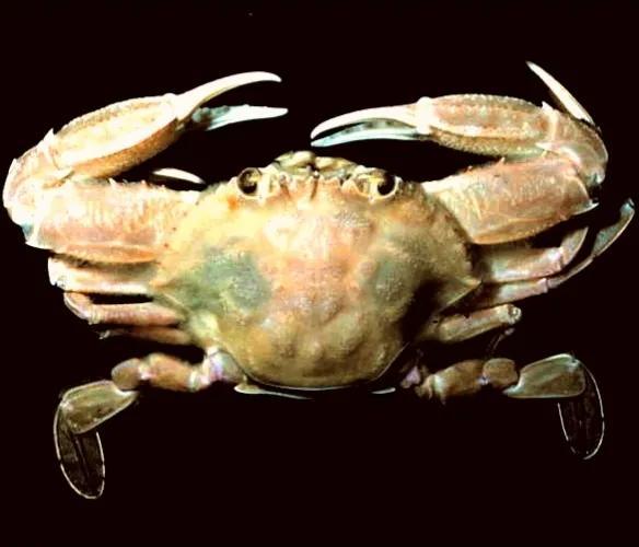 梭子是什么样的，梭子是啥玩意儿（生物相册•散落全世界的远亲）