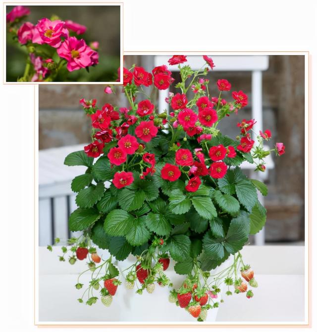 草莓品种介绍，适合南方种植的草莓品种（易养易爆盆）