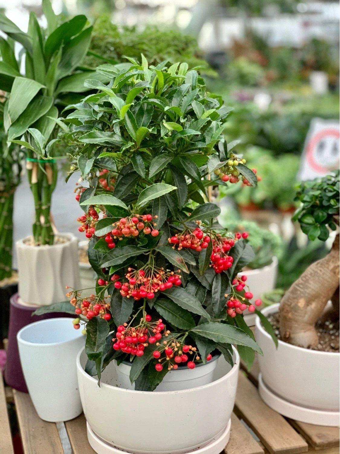 朱砂图片大全,朱砂根盆栽可保持多年生长 - 玉三网