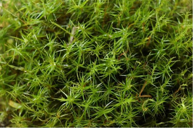 苔藓植物是地球上现存最早的陆生植物,被认为是最简单和最原始的植物