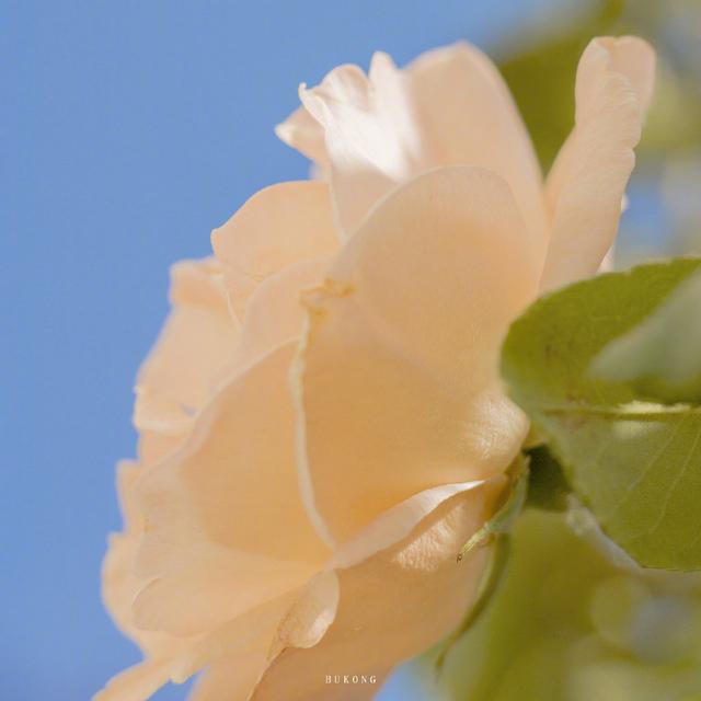 风很温柔 花很浪漫 你很特别 我很喜欢 .，微信头像，风很温柔 花很浪漫 你很特别 我很喜欢 .（唯美花朵头像，请收下）