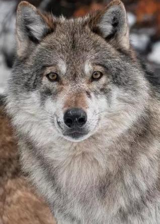 所有狼品种有哪些，狼有多少个品种（最凶猛非\