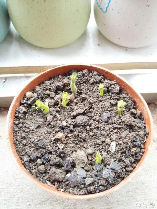 平菇种植最简单方法，平菇种植最简单的方法（喷喷水就能长）