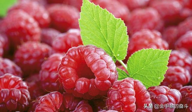 稠李，稠李树，盘点东北独有的野生水果（稠李树图片大全）