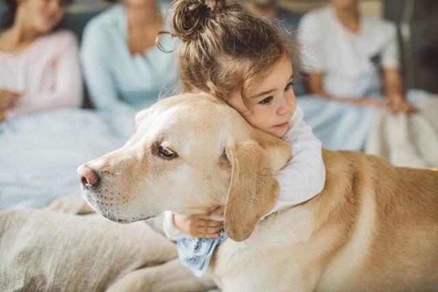 拉布拉多犬的优点和缺点小型犬，拉布拉多犬优缺点