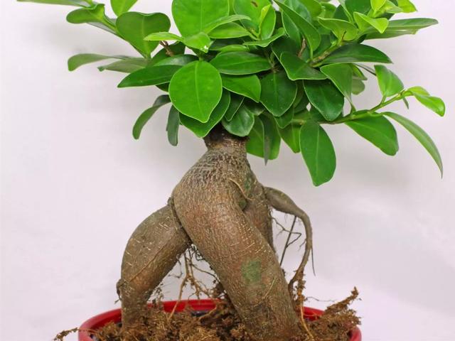 冬天怎样养人参榕，人参榕在家养好不好吗（根部如胖乎乎的人参）