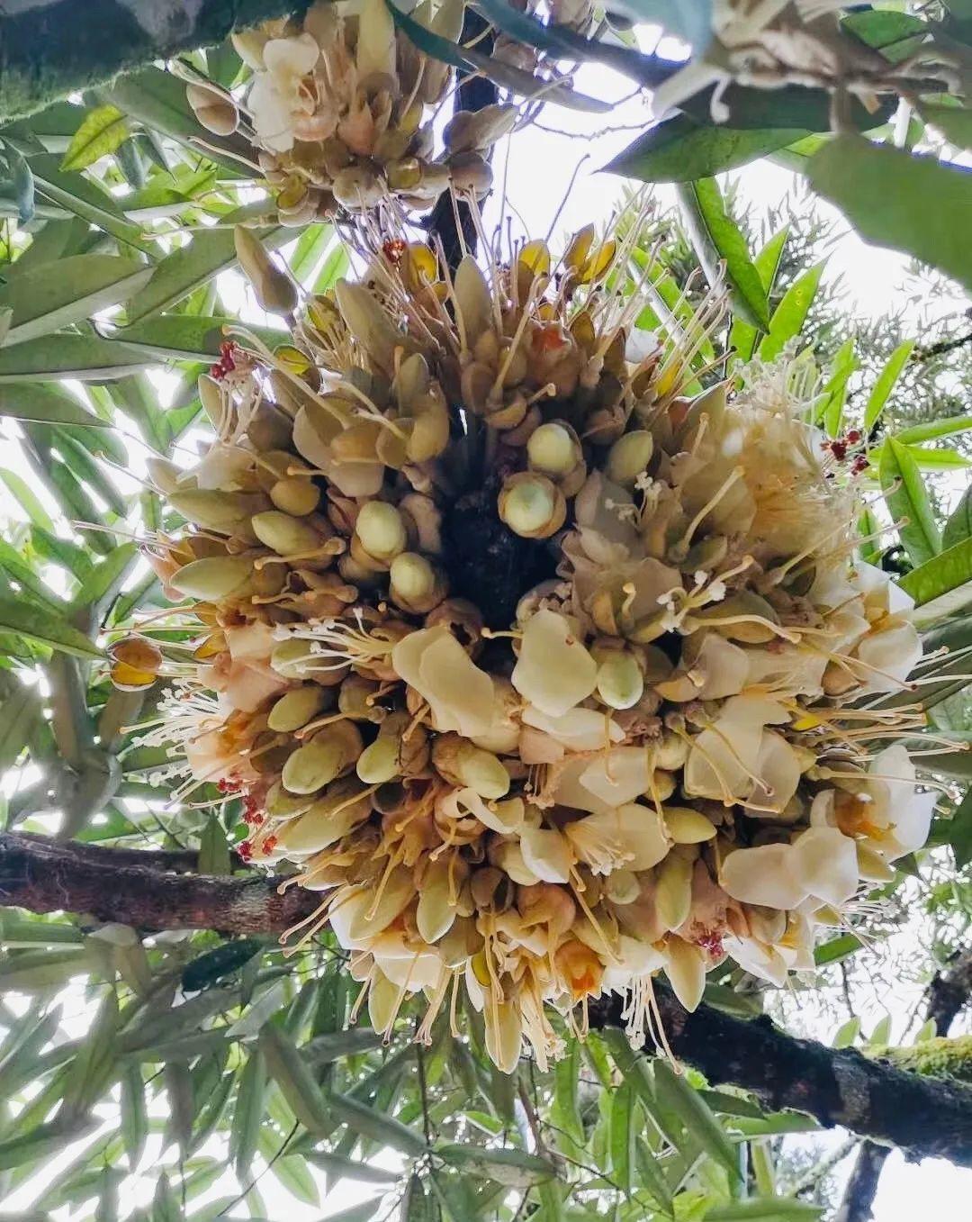 很不常見的水果(太震撼) - 彝家農業網