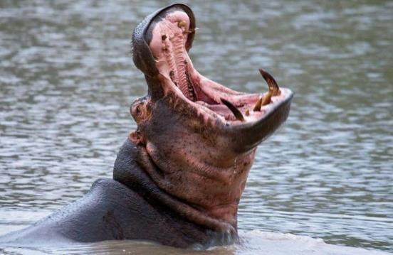 哺乳动物有哪些，世界上哺乳类动物有哪些（哺乳类动物和图片）