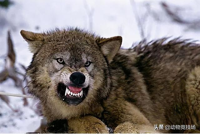 北美灰狼有多大,北美灰狼长什么样(实力上可与猫科动物一战)