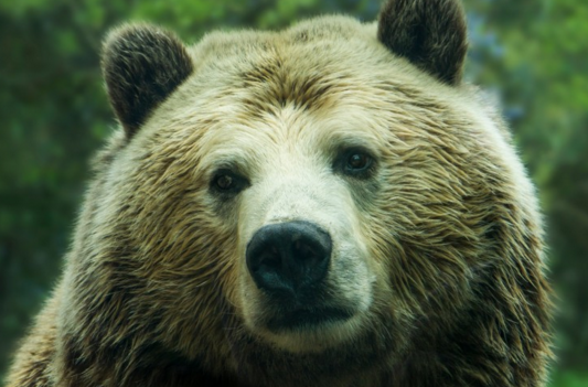 老虎如何过冬，老虎是怎么过冬（老虎、狗熊、猴子和獾它们需要冬眠吗）