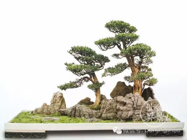 黄杨木盆景养护注意事项，怎样养黄杨木盆景（一组黄杨盆景精品欣赏）