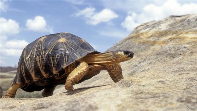 乌龟为什么不吃东西，夏天乌龟为什么会不吃东西（乌龟不吃东西怎么办）