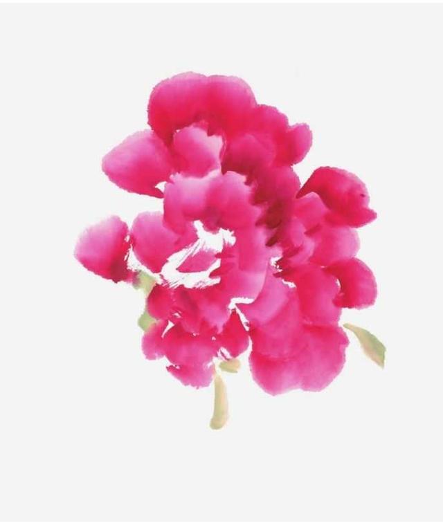 牡丹花简笔画简单又好看，简笔画画牡丹花（适合零基础绘画者学习）