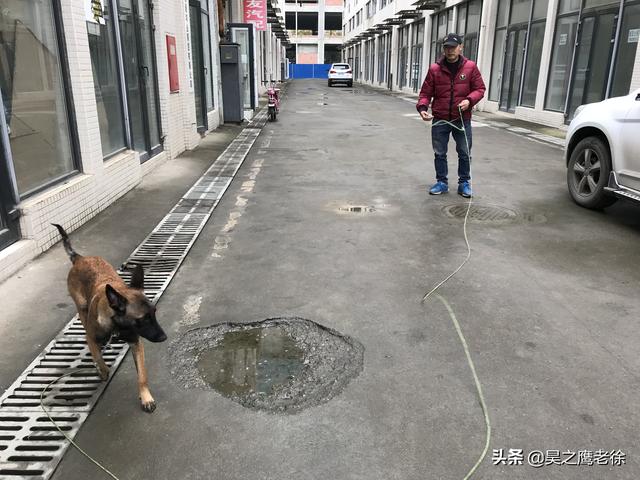 马犬怎么训练听话,马犬如何训练(铲屎官自己训练马犬、不花钱还管用) 马犬怎么训练听话,马犬如何训练(铲屎官自己训练马犬、不花钱还管用)