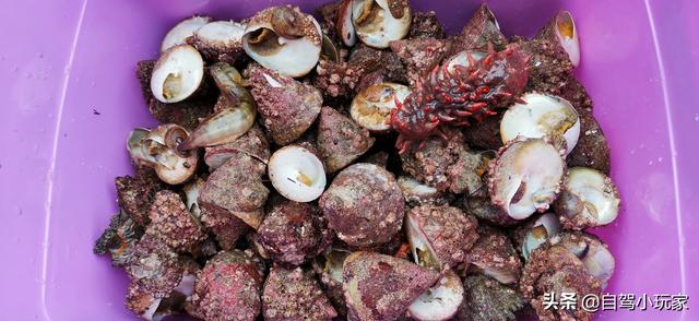 惠州海岛旅游景点哪里好玩，惠州野沙滩大汇总：8个野沙滩