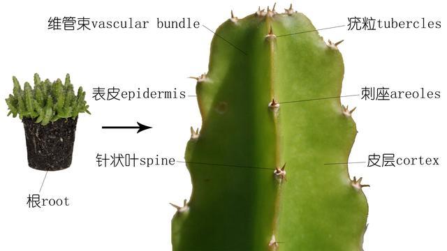火龙果属于植物的依据是(植物学博士也未必是对的) - 彝家农业网