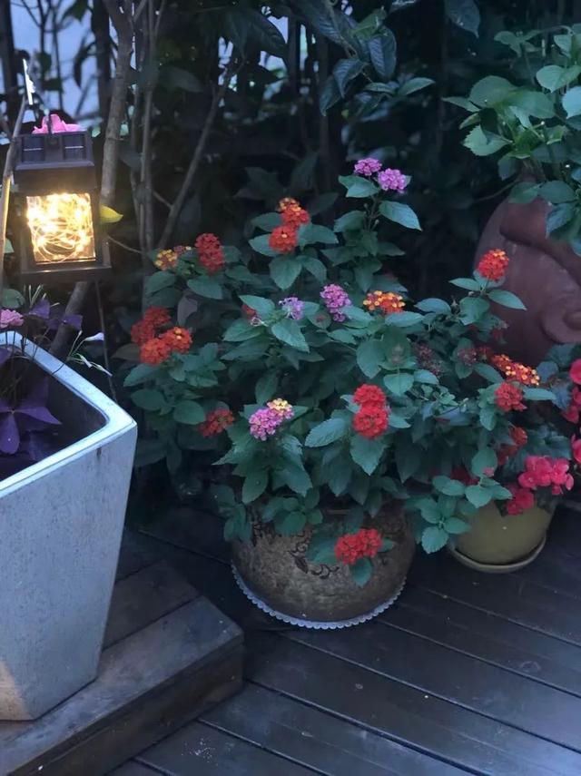 一帆风顺花有毒吗，一帆风顺花草有毒吗（家里养了宠物的朋友）