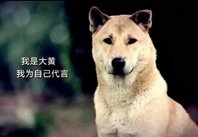 下司犬的缺点，下司犬的缺点短毛下司（这7种“土狗”很优秀）
