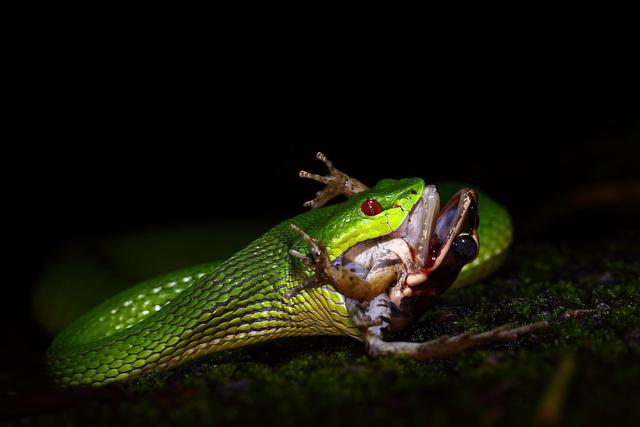 竹叶青的毒性多强，比五步蛇还强20倍