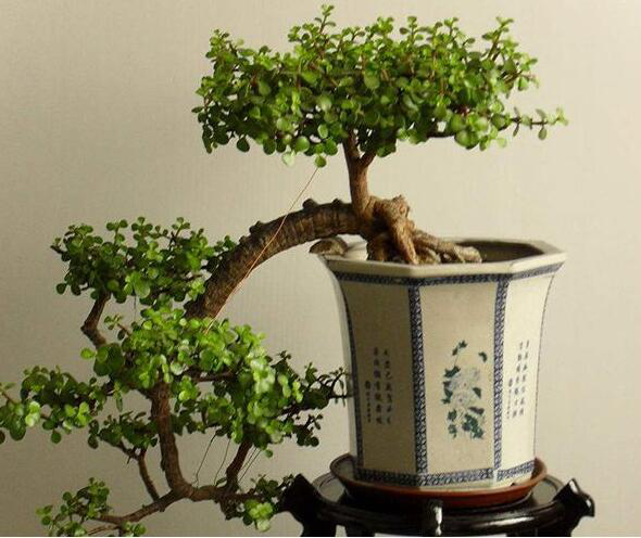 盆景制作基本方法，盆景的制作过程（盆景怎么制作）