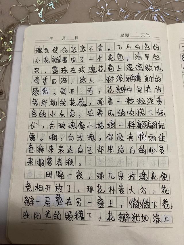 四年级玫瑰作文300字十篇，玫瑰作文400字四年级（侄女心悦的作文展示《玫瑰花》）