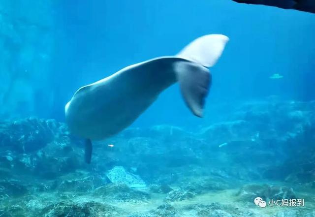 珠海长隆游玩攻略，珠海长隆游玩攻略图（带娃去珠海长隆该怎么玩）