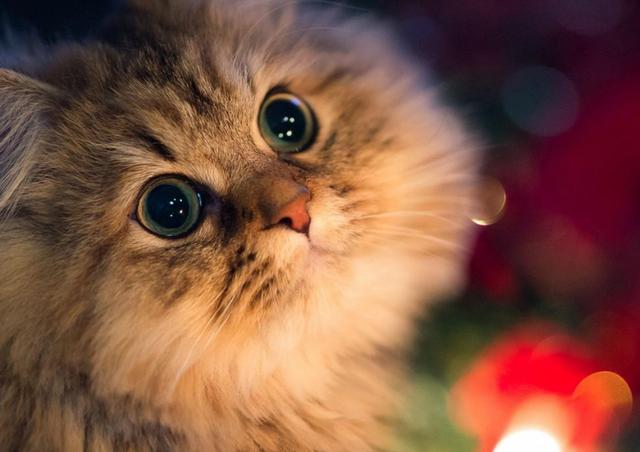 猫咪上火的症状，幼猫上火是什么症状（不用慌，教你降火小妙招）