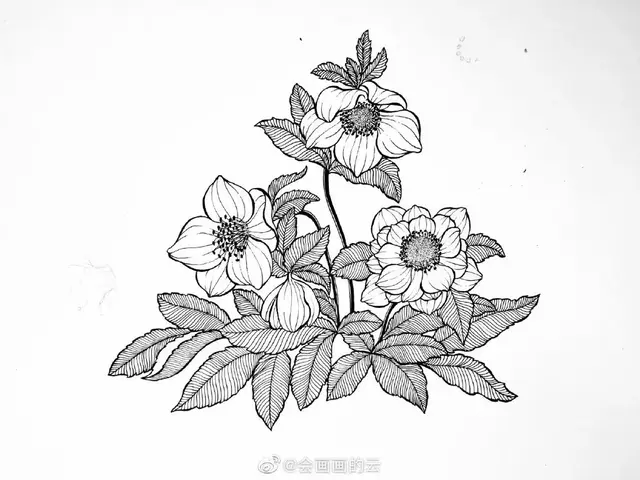 线描花卉画法图解，画完这一篇你的手再不是爪