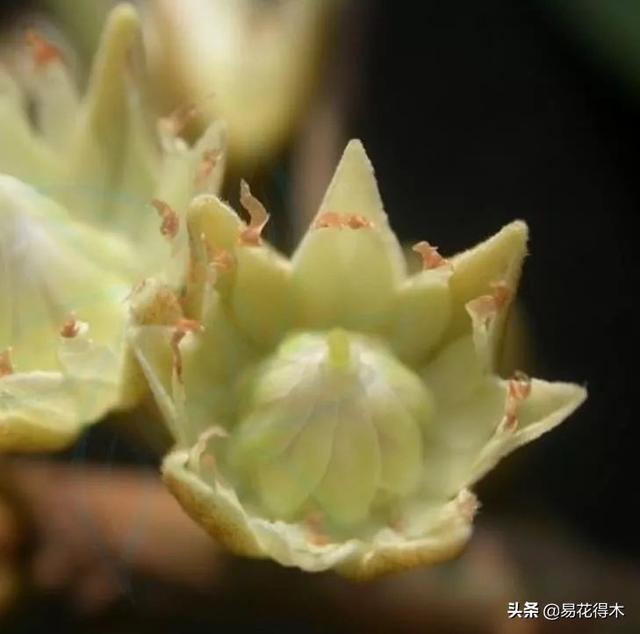 紫荆花和洋紫荆有哪些区别，紫荆花和洋紫荆花的区别（紫荆、洋紫荆同名异株）