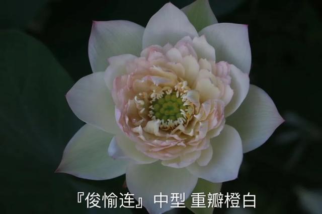 海尔芙拉的花期，海尔芙拉花苞（最能代表夏天的植物——碗莲、睡莲）