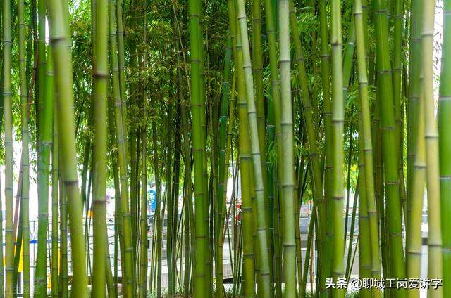 汉字稠组词语，稠组词语（形近字“凋绸稠惆”到底哪里不同）