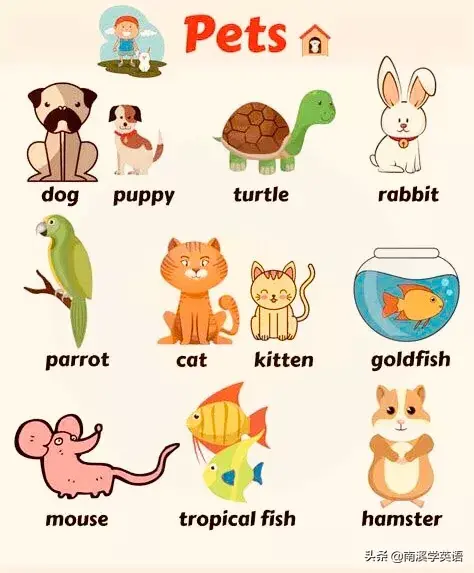 動物的英語單詞有哪些50個（動物單詞大全）