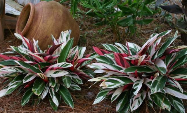 室内花卉20植物，室内植物花卉有哪些（家里光照欠佳养11种“喜阴花”）