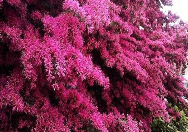 红花继木，红花檵木～娇颜耀芳丛（红花继木）