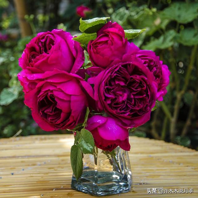 根瘤病用什么农药治，治疗根瘤病的药（月季癌症得了一个传染一大片）