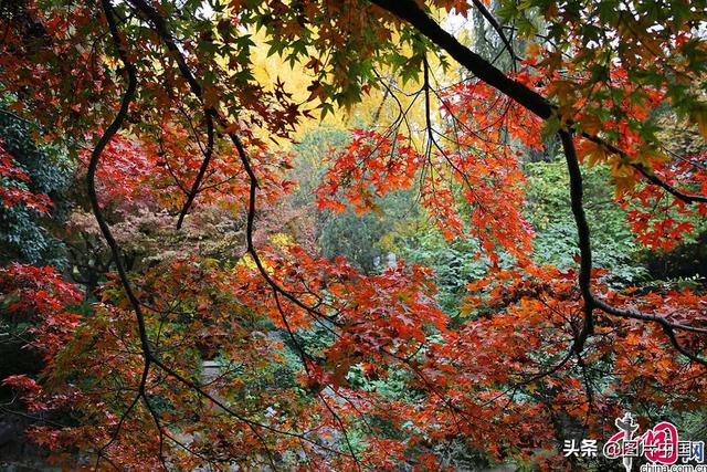 美丽的秋天图片，简单的秋天图片（来看全国各地五彩斑斓的迷人秋色）