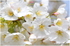 中国樱花有几个品种，中国樱花树品种（这81种樱花）