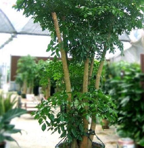 幸福树原本是热带地区的植物,在广东,海南一带最常见.