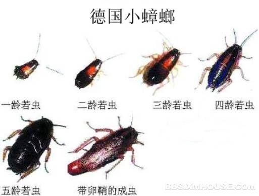 蟑螂的天敌（除蟑螂的好帮手）