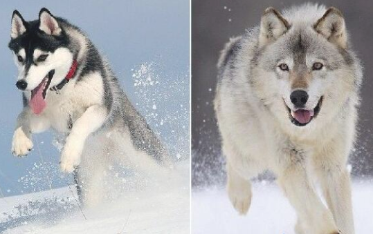 阿拉斯加犬和哈士奇，阿拉斯加犬和哈士奇的区别（为什么劝你养“哈士奇”）