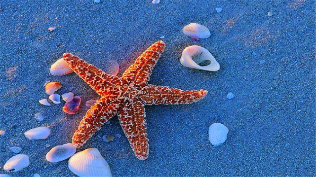 海星的吃法，海星的做法和吃法（一口下去像是在吃鱼子酱）