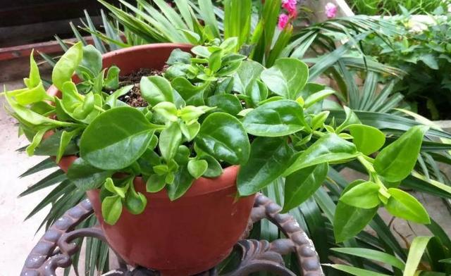 红桂花的功效与作用及食用方法，红桂花和黄桂花的区别（能吃能看还能养人）