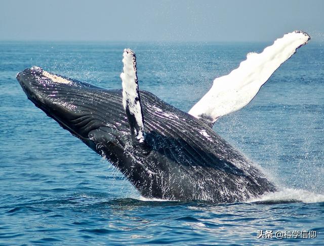 蓝鲸吃什么，蓝鲸为什么是哺乳动物（一口就能吞食几十吨磷虾）