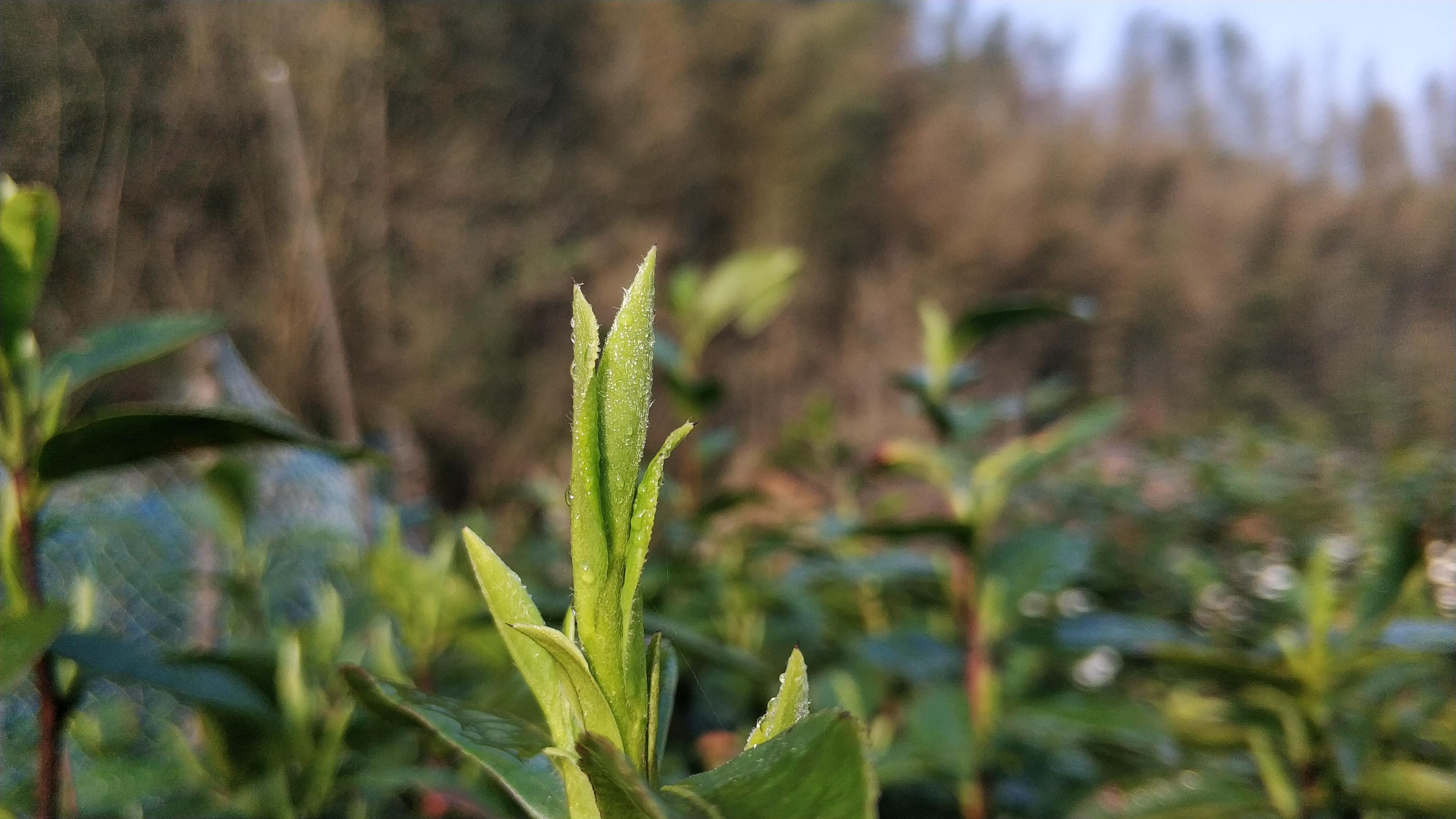 雀舌属于什么茶，雀舌属于什么茶呢（为什么那么多茶叶都被叫做雀舌呢）