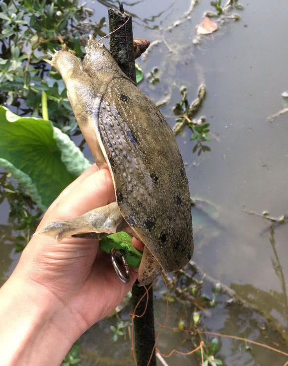 甲鱼吃什么饵料，甲鱼最喜欢吃什么饵（运气好的时候一天能钓十几只）