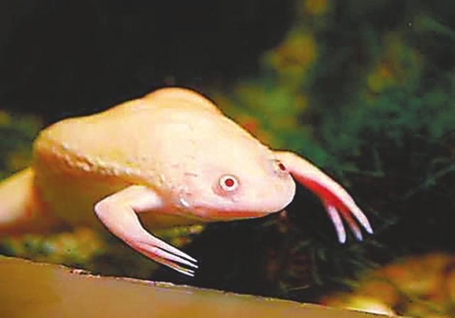 非洲爪蟾,而且基因还与人类相似(非洲爪蟾实验)