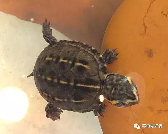 乌龟冬眠需要准备什么，乌龟冬眠怎么养（你的龟需要哪些准备呢）