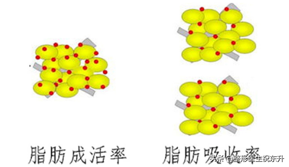 脸太瘦如何让脸部饱满，脸太瘦如何才能让脸部饱满（脸太瘦不但容易长皱纹）